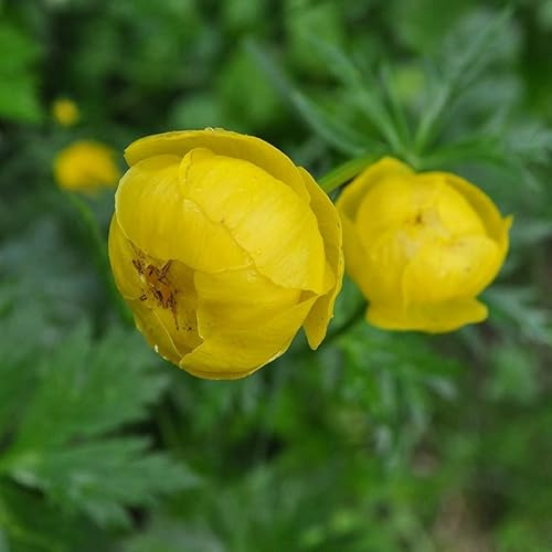 6x Trollblume - Trollius europaeus - Topf 9x9cm - Gartenstaude