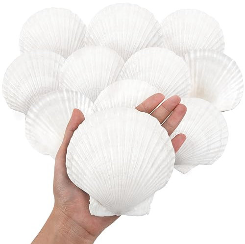 Lot de 10 grandes coquilles festonnées naturelles de 10,2 à 12,7 cm pour travaux manuels, peinture, pâtisserie et décorations de mariage sur la plage – Grands coquillages blancs en vrac pour fêtes sur