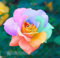 Ankunft New 100Pcs seltene Regenbogen-Rosen-Samen sehr schöne Blumensamen Einfach Wachstum Zierhausgarten-Topfpflanzen