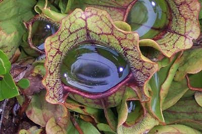 50pcs Purple Pitcher Plant:Seeds only