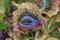 50pcs Purple Pitcher Plant:Seeds only