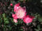 Beetrose ® - Rosa Gartenprinzessin Marie Jose ® - Kordes Rose - ADR Rose - Parfuma-Rose