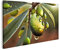 islandburner Prime Bild auf Leinwand Oliven Olivenbaumzweig Nahaufnahme Öltropfen Grün Küchenbild für Küche Bilder Wandbilder Poster