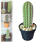Generico Porta Stuzzicadenti Plants | Dispenser Di Stuzzicadenti Plants Stampato In | Dispenser Porta Stuzzicadenti A Forma Di Plants Con 117 Fori | Dispenser Per Stuzzicadenti Di Facile Accesso