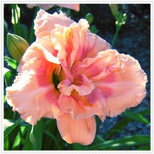 Taglilien zwiebeln Winterharte Stauden,Taglilienknollen knollen winterharte mehrjährige, schöne Blumen, wächst gut in Blumentöpfen-3zwiebeln-F