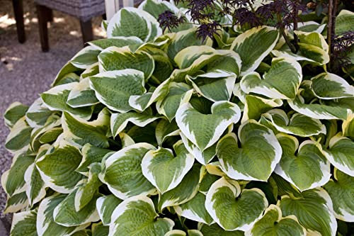 Hosta sieboldiana 'Wide Brim' ca. 11x11 cm Topf - Funkie, grün-gelbe Blätter, schattenliebend, ideal für Rabatten, pflegeleicht und winterhart
