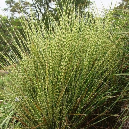 semi di erba zebra, piante resistenti per il giardino Miscanthus sinensis, erba ornamentale resistente erbe resistenti decorazione da giardino per esterni piante da esterno semi di 20pcs
