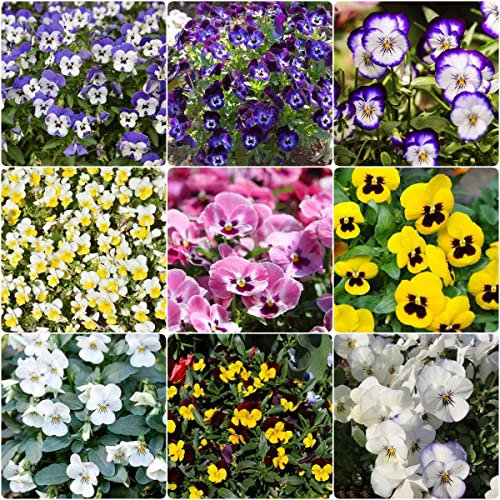 Semillas Pensamientos Enano,Viola Tricolor, Bonsai De Pensamiento Único, Pensamientos Flores Naturales, Semillas Flores Exterior Todo El Año, Semillas Aromaticas - 100 piezas