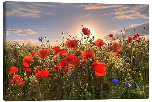 Posterlounge Mohn im Licht Leinwandbild von Steffen Gierok 120 x 80 cm Wandbilder Wanddeko