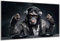 DARO Design - Wand-Bild auf 6mm HDF 70x50 cm DJ Affe Monkey Musik - Wand-Deko Bilder Geschenk