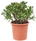 Plant in a Box - Crassula ovata 'Hobbit' XL - Zimmerpflanze - Sukkulente - ⌀ 30 cm - Höhe 55-60 cm
