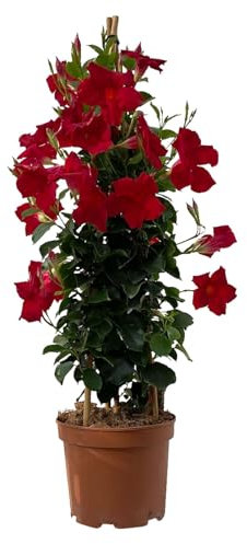 Dipladenie Pflanze, echte Dipladenia sanderi, Pyramide, rot, Topf-Ø 17 cm