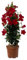 Dipladenie Pflanze, echte Dipladenia sanderi, Pyramide, rot, Topf-Ø 17 cm