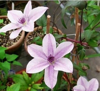 100PCS Clematis Samen, Waldrebe Pflanzensamen Clematis florida Thunb Blumensamen für Garten-Ausgangs Bonsai Violet Einpflanzen