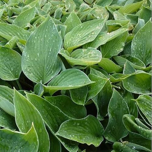 6x Funkie 'Hyacinthina' - Hosta fortunei 'Hyacinthina' - Topf 9x9cm - Gartenstaude