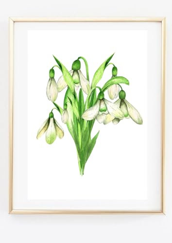 Din A4 Kunstdruck ohne Rahmen - Schneeglöckchen Strauß - Frühling Galanthus Aquarell - Druck Poster Bild