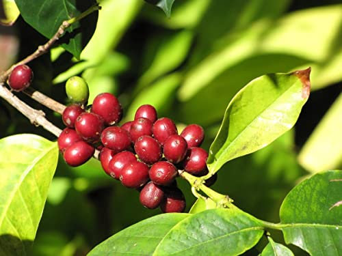 10 pièces / sac Coffea arabica Graines de café torréfié Tropical Bonsaï Graines, vivace Fruit caféier Graines jardin plante