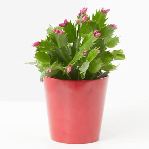 Cactus de Navidad La Planta Que No Necesita Mucha Luz
