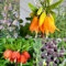 10 pcs Kaiserkronen Knollen Mehrjährig - Fritillaria Bonsai Topf Blumenwiese Topfpflanzen Kaiserkronen - Zwiebeln Geschenke Für Gartenfreunde, Blumen Zimmerpflanzen Gartenblumen Bonsai