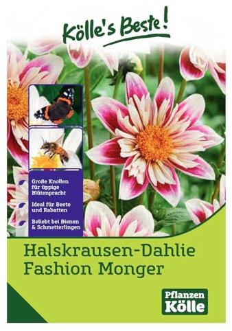 Kölle's Beste Blumenknollen Halskrausen-Dahlie 'Fashion Monger'