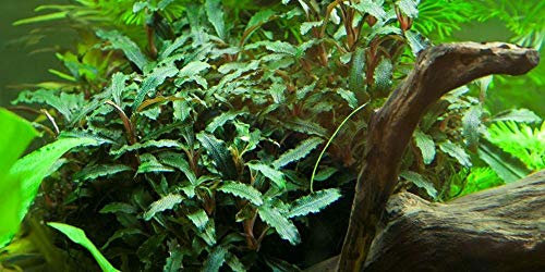 Tropica Aquarium Pflanze Bucephalandra sp. 'Red Nr.139A Wasserpflanzen Aquarium Aquariumpflanzen