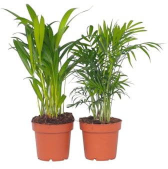 Plant in a Box - Areca, Chamaedorea - Mix de 2 - Maceta 12cm - Altura 25-40cm