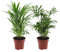 Plant in a Box - Innenpalmen klein - 2er Set - Chamaedorea Eleganz, Areca Lutescens - Topf 12cm - Höhe 25-40cm