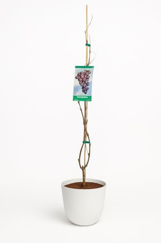 Garden Center Shop | Parra Autumn Royal Negra M20 140‑160 cm | Uvas Negras Sin Semillas | Alta Producción y Sabor