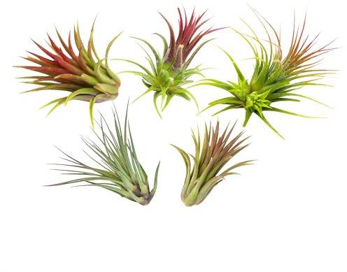 Iflo Tillandsien Pflanzen Echt im Mix - Hängend Stehend Deko Air Bowl Tillandsia Luftpflanzen, Terrarium Pflanzen, Spanisches Moos (5X)