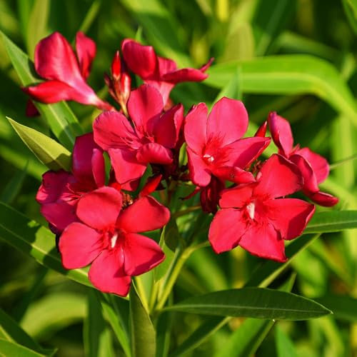 YouGarden Oleander Red 'Jannoch' Bush, Established Plant in 15cm Pot with Red Flowers, Ready to Plant
