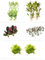 Floratica Super Mix Bundle V1 80Lt - 160lt - 240lt Live Aquarium Plants Tropical Fish Tank Shrimp Safe Snail Free (160lt)