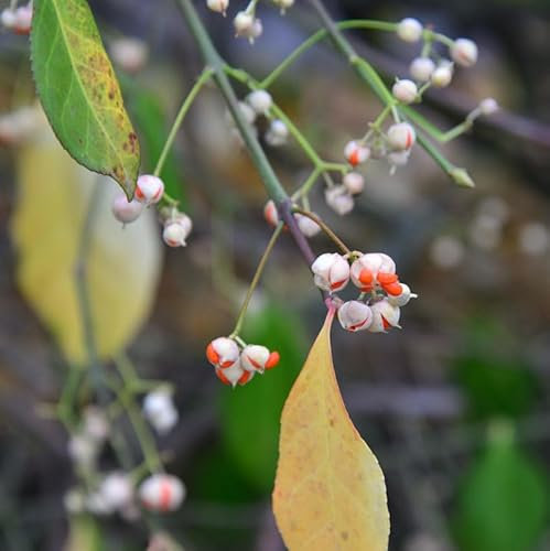Kriechspindel Vegetus 60-80cm - Euonymus fortunei