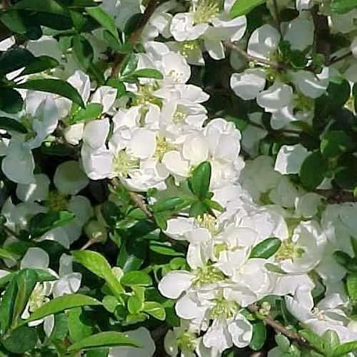 3 x Cognassier du Japon 'Jet Trail' - Chaenomeles Superba 30-40 cm en conteneur - L'éclat Printanier du Cognassier
