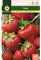Mascarell Semillas, FRESAS, Semillas Flores Exterior para Decoración, 0,2 Gramos