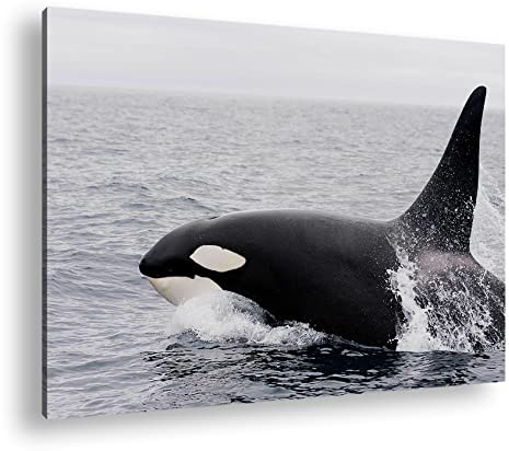 Leinwandbild Edler Orca – König der Meere Format: 120x80 cm XXL Kunstdruck Bild auf Keilrahmen/Wandbild/Wohnzimmer Deko