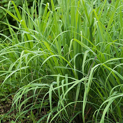 zitronengras samen | zitronengras pflanze, kräutersamen, balkonpflanzen winterhart, bio saatgut zitronengras, kräuterpflanzen, exotische pflanzen - 500 Stück