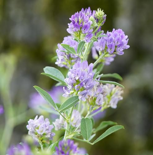 Luzerne (Medicago sativa) Samen. Ewiger Klee, Alfalfa, Tierfutter, Gründünger (100000 Samen = 200,0g)