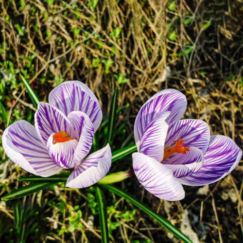 25 pcs krokusse zwiebeln winterhart mehrjährig - Crocus sativus - kübelpflanzen winterhart, geschenk garten krokus zwiebeln mehrjährig zwiebeln balkonblumen seltene blumenzwiebel,