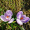 25 pcs krokusse zwiebeln winterhart mehrjährig - Crocus sativus - kübelpflanzen winterhart, geschenk garten krokus zwiebeln mehrjährig zwiebeln balkonblumen seltene blumenzwiebel,