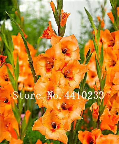 Sump Neue 100pcs Gladiolen Blumensamen für schönen Garten orange