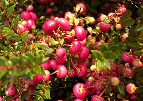 Pernettya mucronata - Torfmyrte - Geschlecht männliche Pflanze