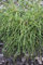 Thuja plicata 'Whipcord' 60 cm - Lebensbaum, einzigartige hängende Zweige, ideal für Kübel und Rabatten, pflegeleicht, winterhart