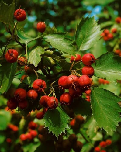 Crataegus coccinea 150–200 cm – Winterhart, Mehrjährig, Pflegeleicht – Scharlachdorn – Heckenpflanze für Garten & Sichtschutz