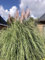 6 x Cortaderia Selloana Rosea - Herbe de la pampa en pot de 9x9cm