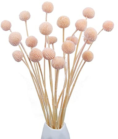 CISDUEO 20 Stück getrocknete Blumen, Craspedia, Billy Balls, Blumen, Billy Buttons, Rosa, getrocknete Blumenstrauß-Arrangements für Hochzeit, Zuhause, hohe Vase, Boho-Dekor
