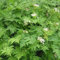 Perifollo (Anthriscus cerefolium) - 200 semillas