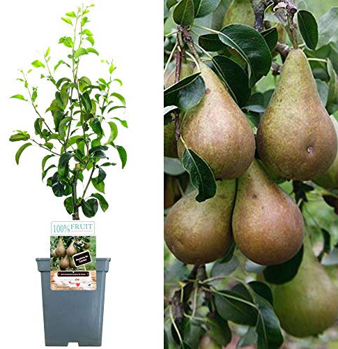 Collection d'arbres fruitiers pour patio | Fruits variés | Idéal pour petits jardins | 2-3 pieds