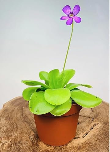 Butterwort Pinguicula with Light Green Leaves and Purple Flowers Carnivorous Plant in 9cm Pot