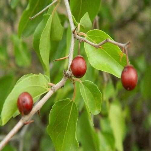 100 Stück rote Jujube-Fruchtsamen