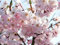 Japanische Blütenkirsche 'Kanzan' - Prunus serrulata Kanzan - Containerware 100-150 cm - Garten von Ehren®